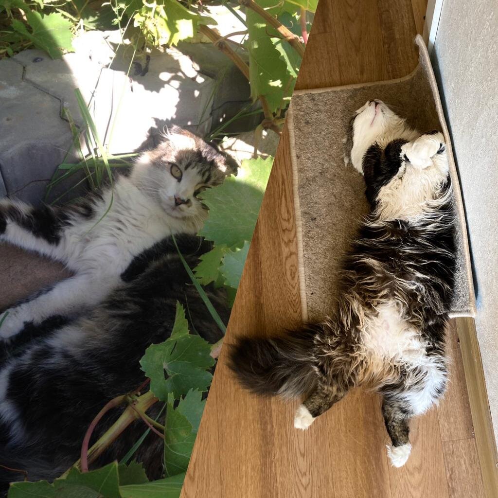 Дрыхнет без задних ног :)