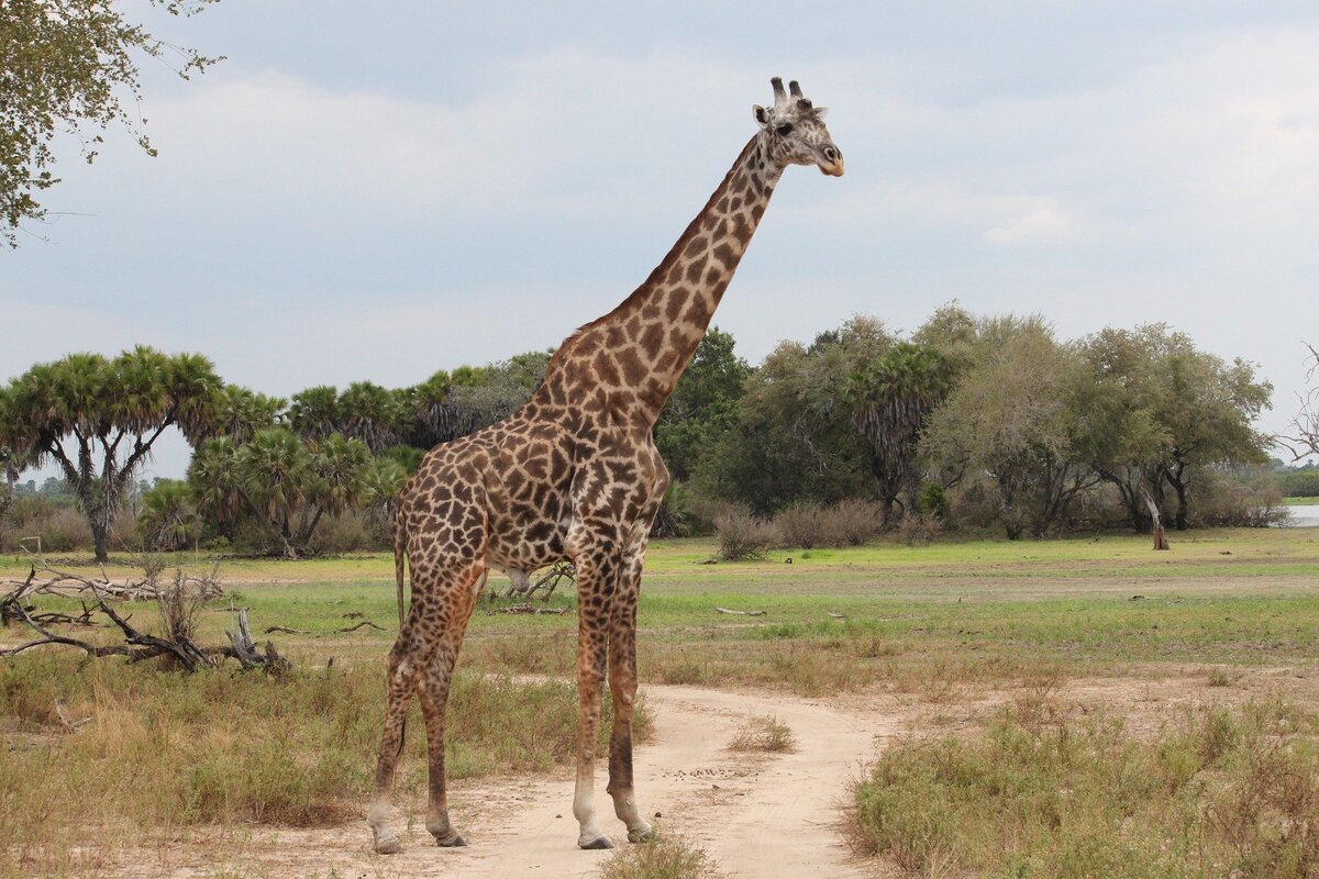      Giraffe Centre   2021  rutravel  LiveJournal