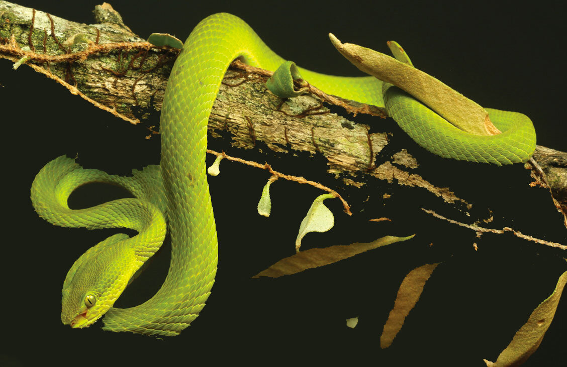 Новый вид змеи, открытый учёными