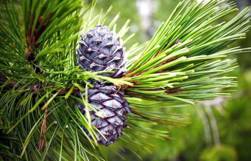 Деревья Туи могут жить более 800 лет. Неудивительно, что Тую называют "Дерево жизни".