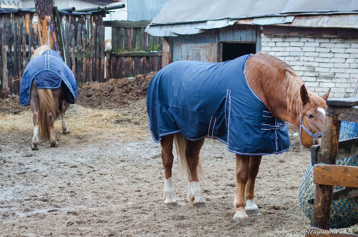 Сегодня периодически лил дождь, дул сильный холодный ветер. Коней зачехлила в попоны.