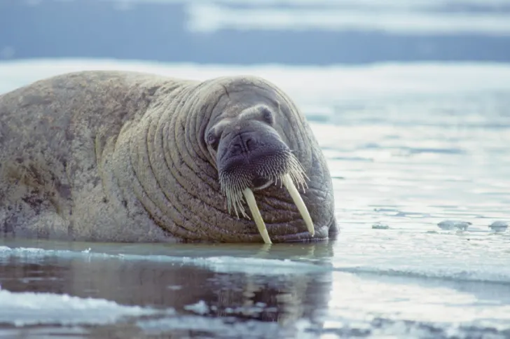 https://www.mentalfloss.com/article/59266/11-rugged-facts-about-walruses