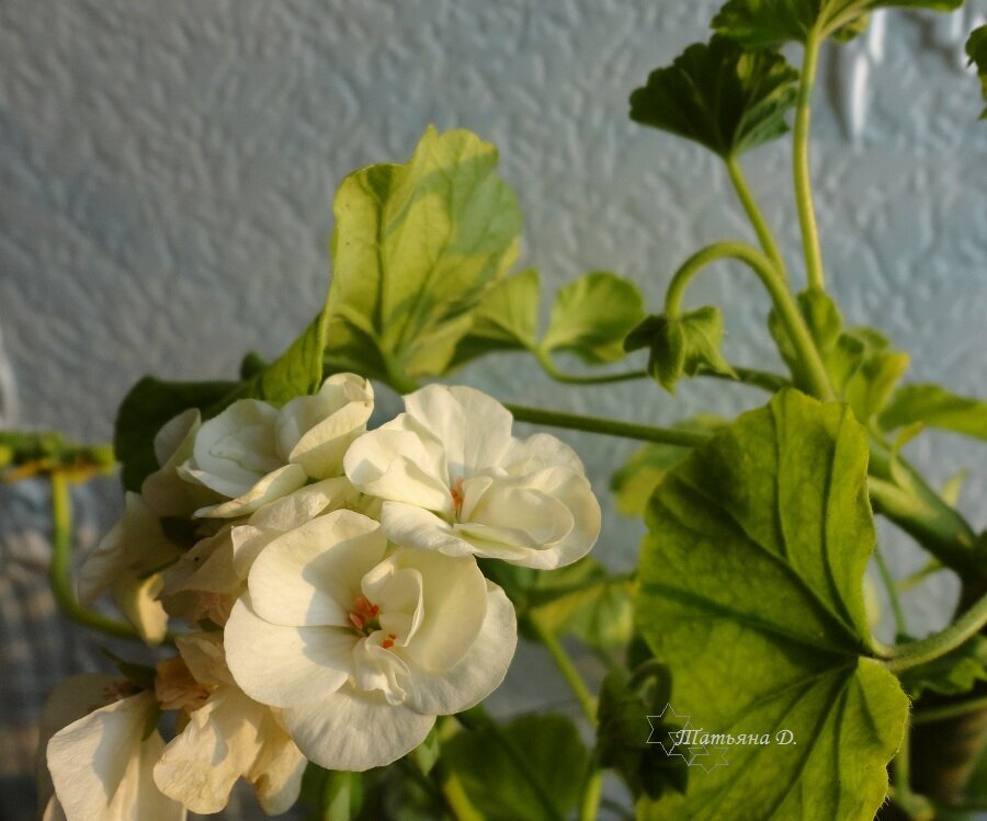 Покупка 2019 г.