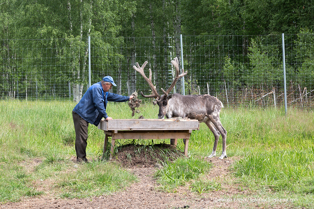 Керженский заповедник фотографии