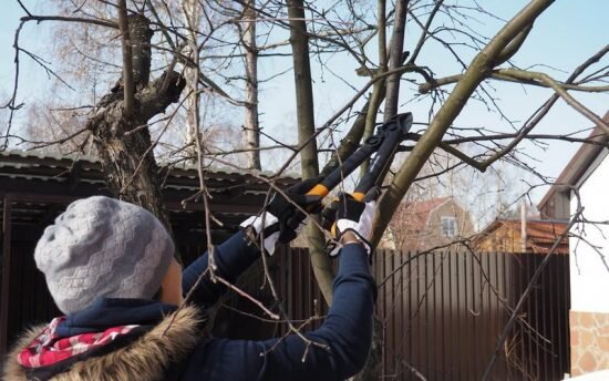 Обрезка старой яблони