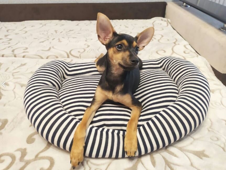 Самая очаровательная собака, которая только у нас была. Спасибо ей за порванные обои и стимул сделать ремонт в прихожей!)