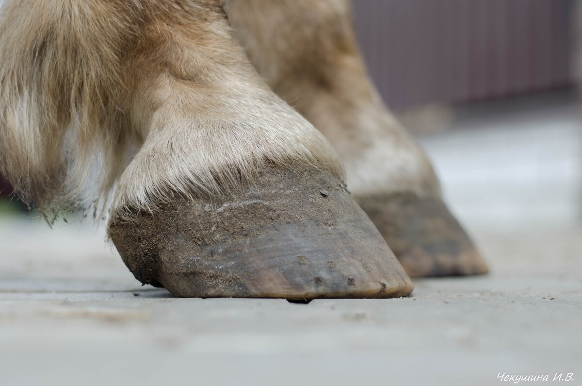 Лошадиные копыта, вид сбоку.