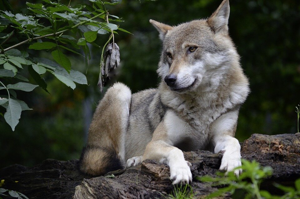 https://cdn.pixabay.com/photo/2016/04/18/10/19/wolf-1336231_960_720.jpg