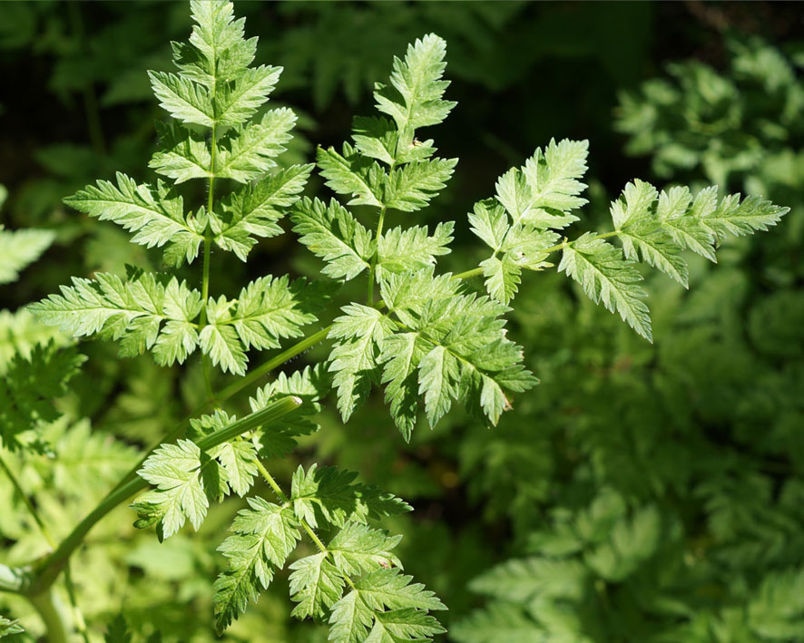 Омолаживает, сжигает лишние килограммы и содержит именно те витамины и минеральные вещества, которые необходимы для женщин в период перестройки. 