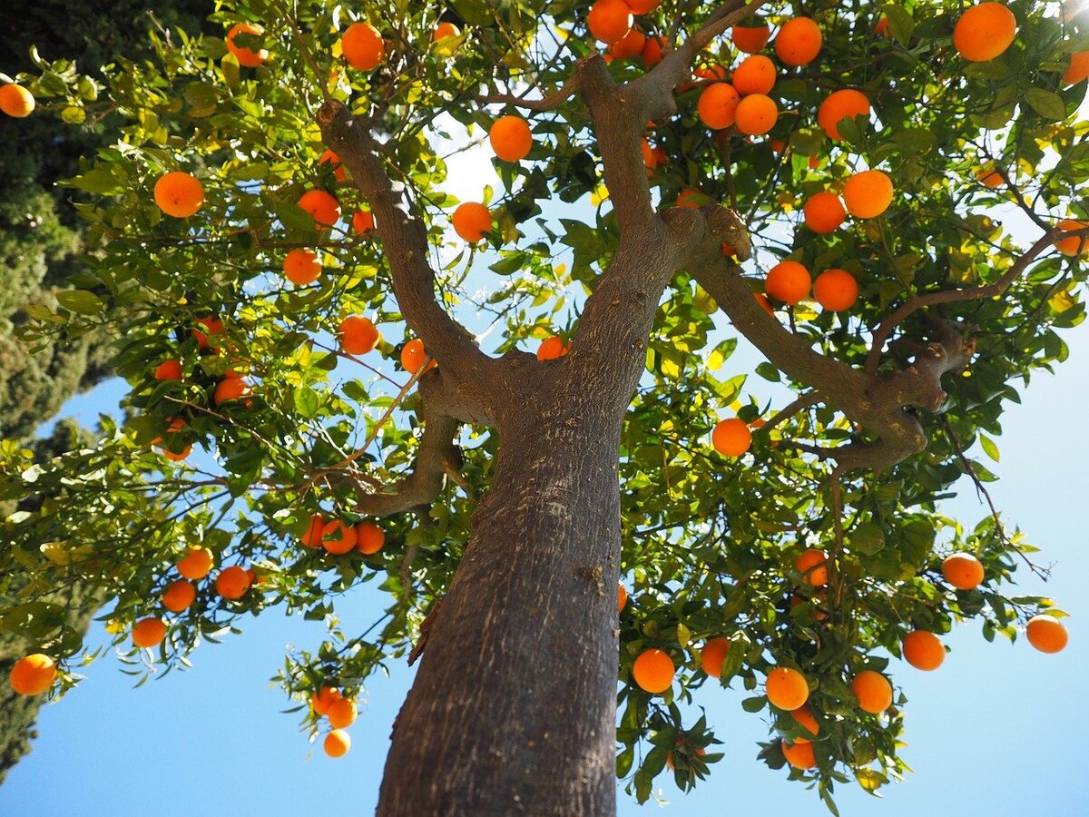 https://cdn.pixabay.com/photo/2016/01/02/02/03/oranges-1117644_1280.jpg