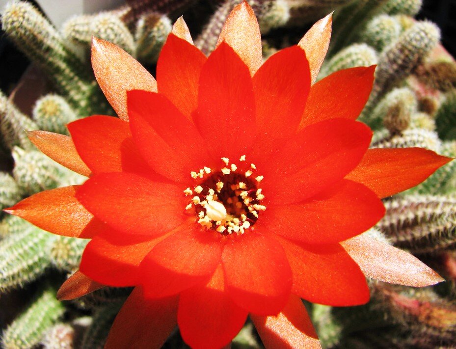 Хамецереус Сильвестри