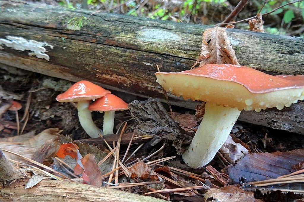 Зернистый масленок художественно (фото пользователя Марго)