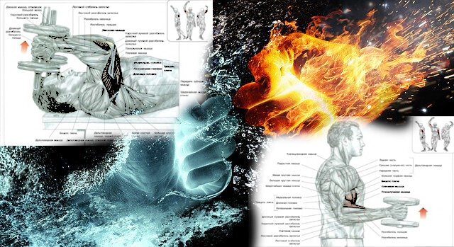 Схемы из книги Ф. Дэлавье "Анатомия силовых упражнений" . Французский жим гантель и молоты!