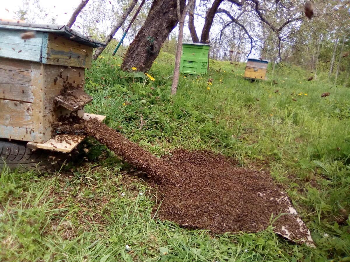 заселения улья через леток