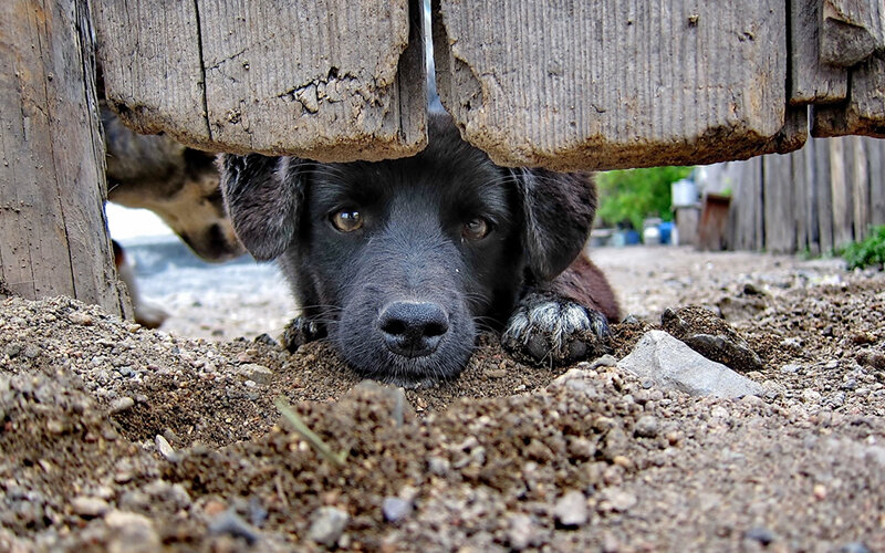 Привезти своего любимца на дачу и просто выпустить во двор, надеясь таким образом сделать его счастливым, мало. Фото thewallpaper.co