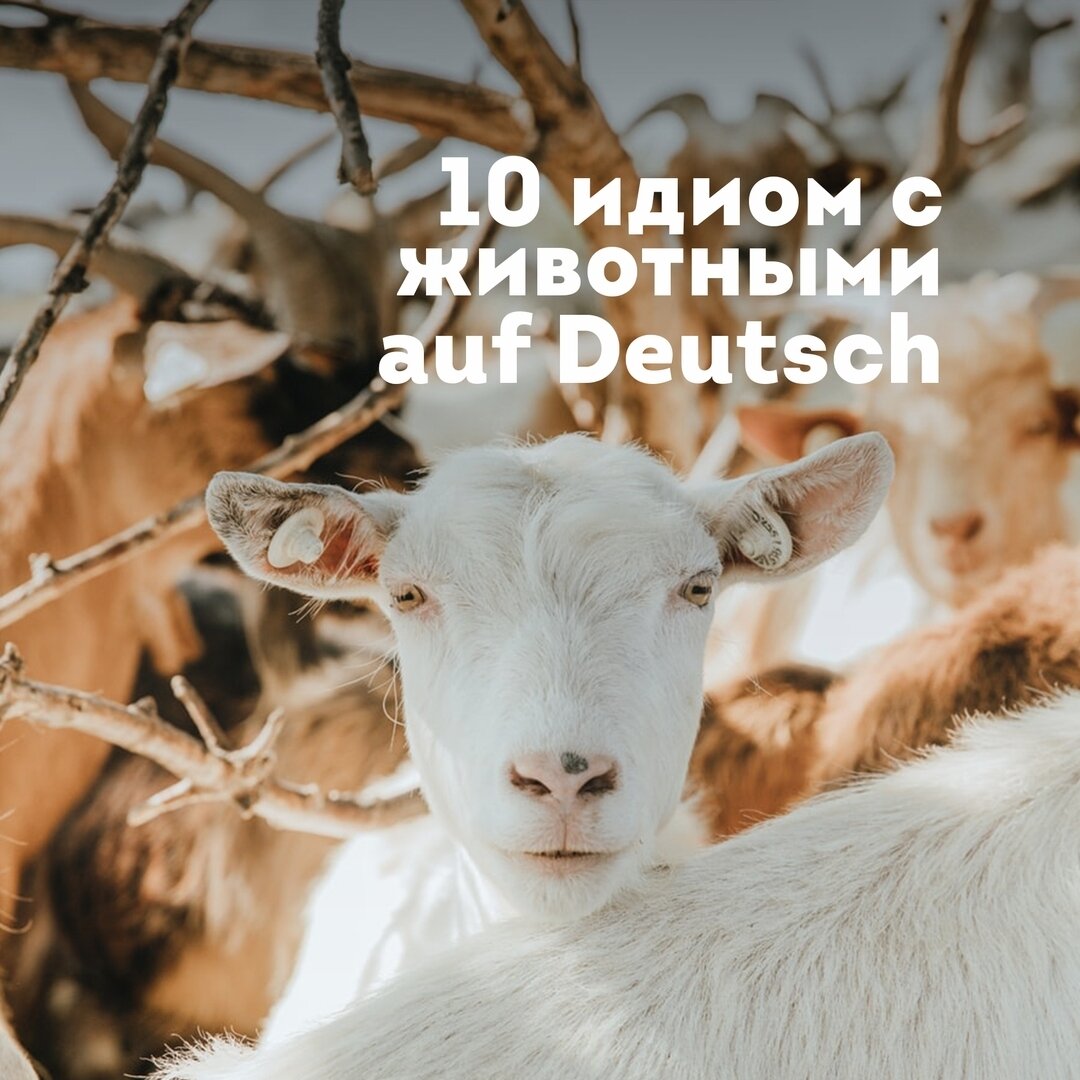 lingua franconia. Онлайн-школа немецкого языка. Идиомы