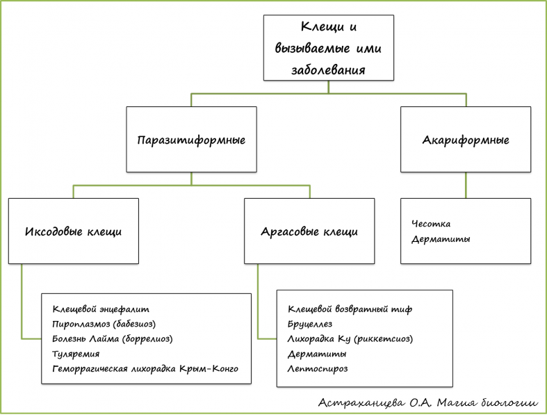 виды клещей