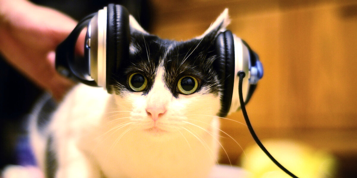 Любят ли кошки слушать музыку | Зеленая жизнь | Дзен
