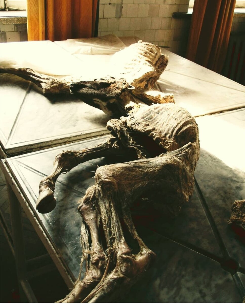 Учебный препарат 