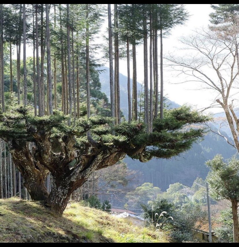 Деревья, выращенные методом дайсуги