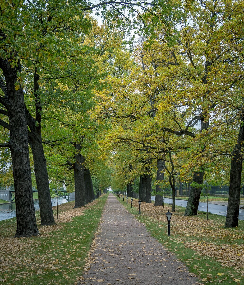 Сохранившаяся аллея.