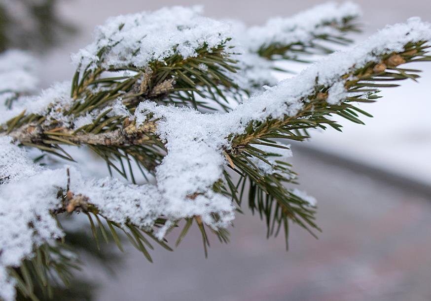 Фото — enisey.tv