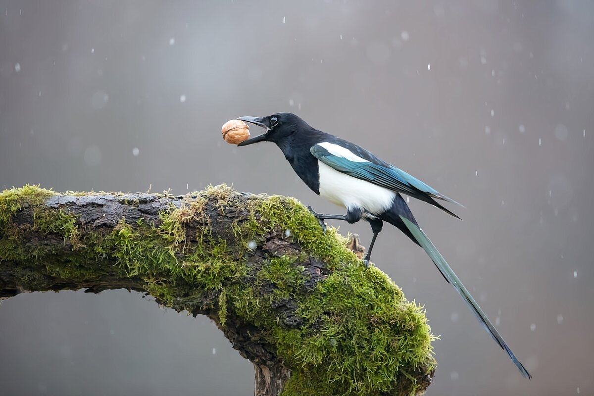 Ворона украла. Сорока рисунок на белом фоне. Сорока тащит. Сорока в блестящем. Серая ворона и сорока.