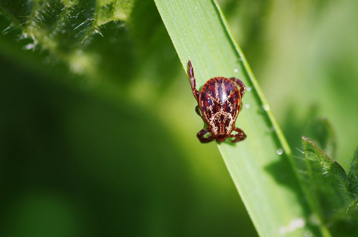Клещ решил понежится на теплом летнем солнышке.