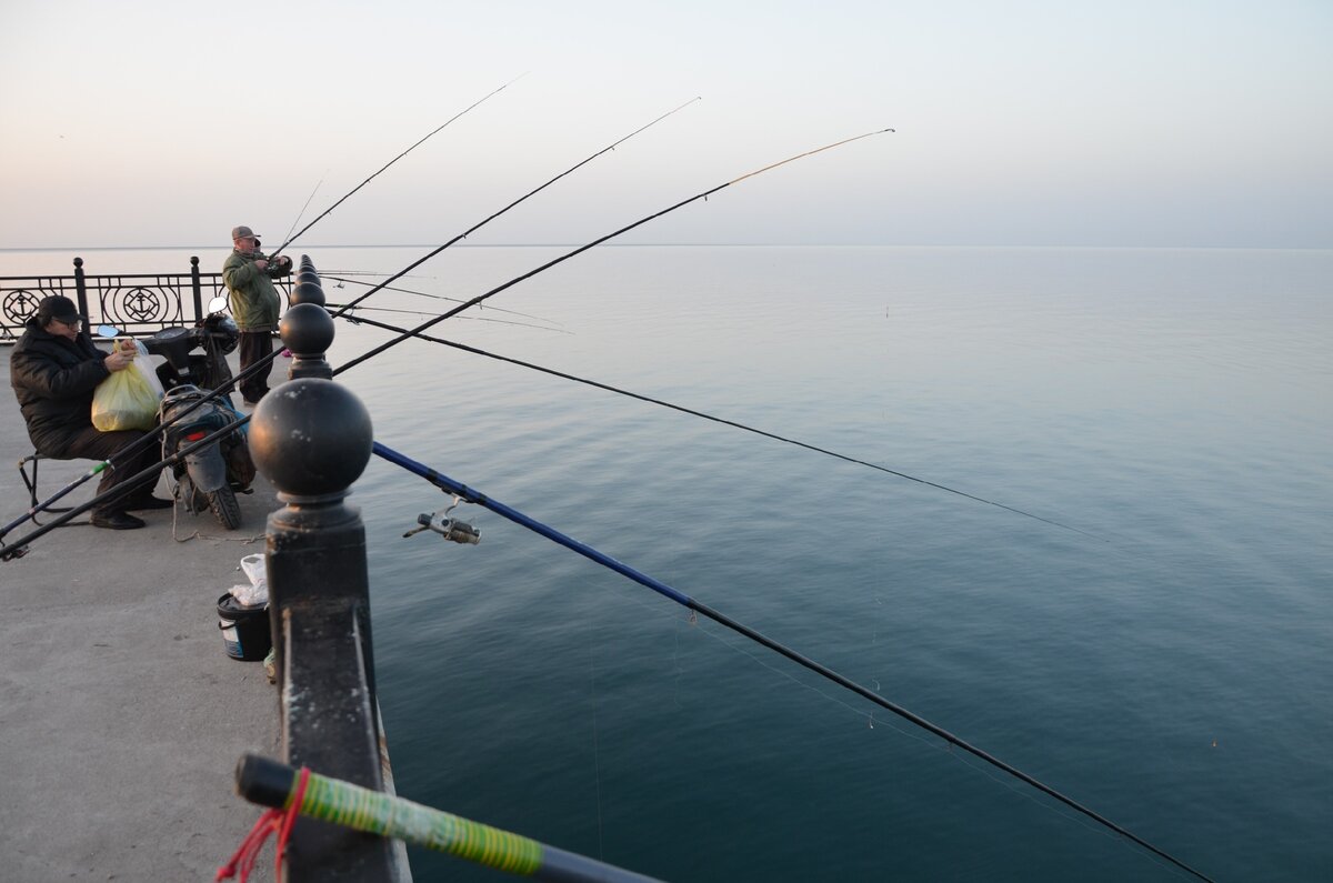 Ловля саргана с причала на поплавочные снасти