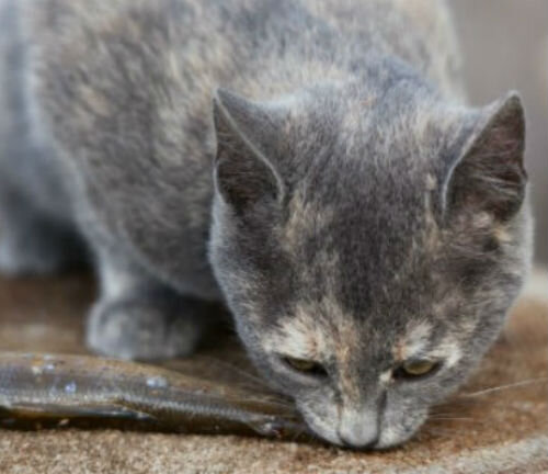 Патология печени у кошек при описторхозе: симптомы, диагностика, лечение