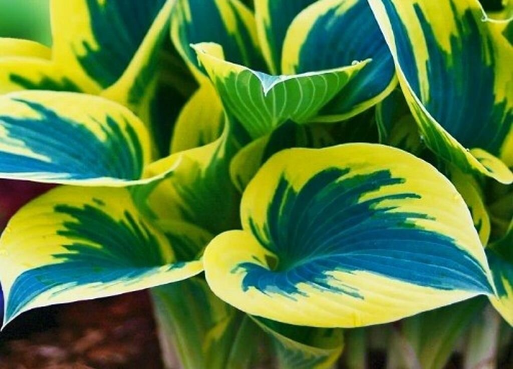  Сорт «First Frost». Фото с сайта: https://clck.ru/T7fjJ.