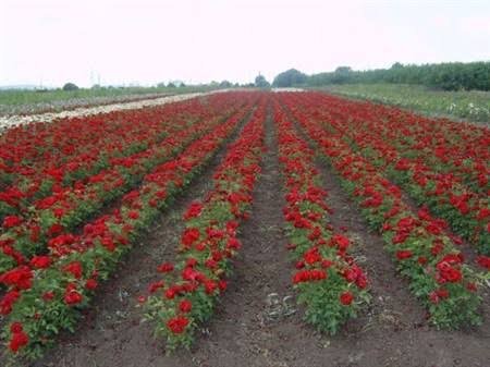Розы 