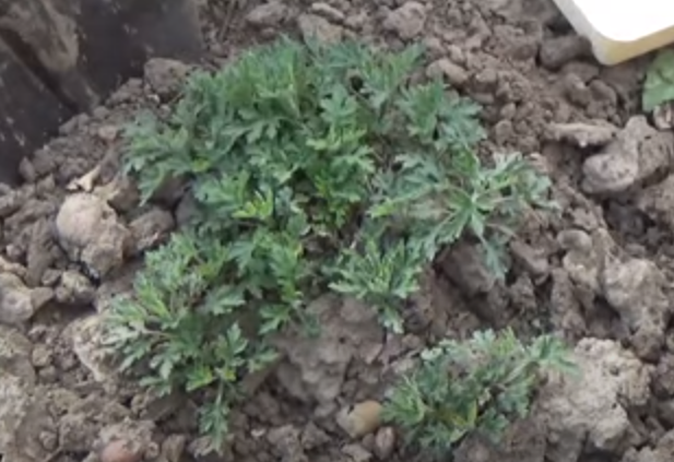 Что нужно сделать весной, чтобы наши Хризантемы не мельчали