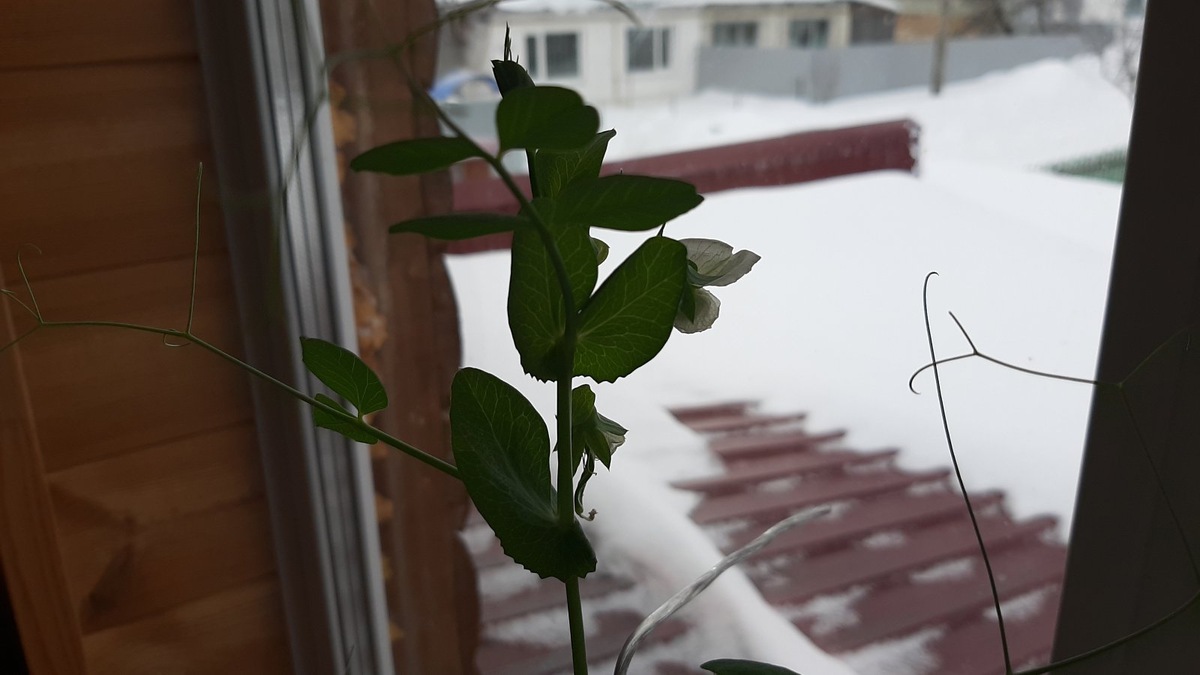 мой горошек.