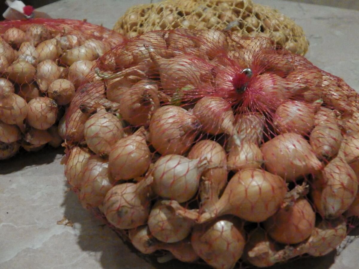 Лук-севок. Фото автора 