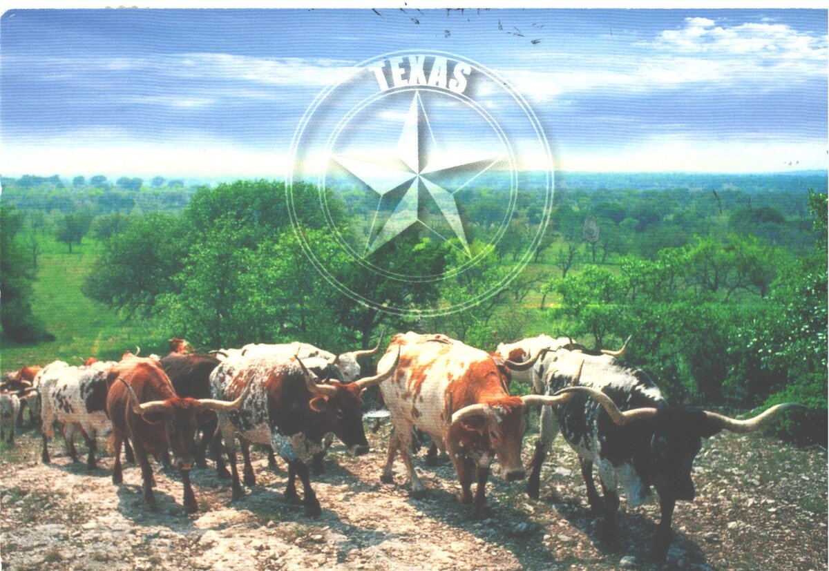 Одна из моих любимых, из Техаса. Почему-то очень нравятся эти коровы!)