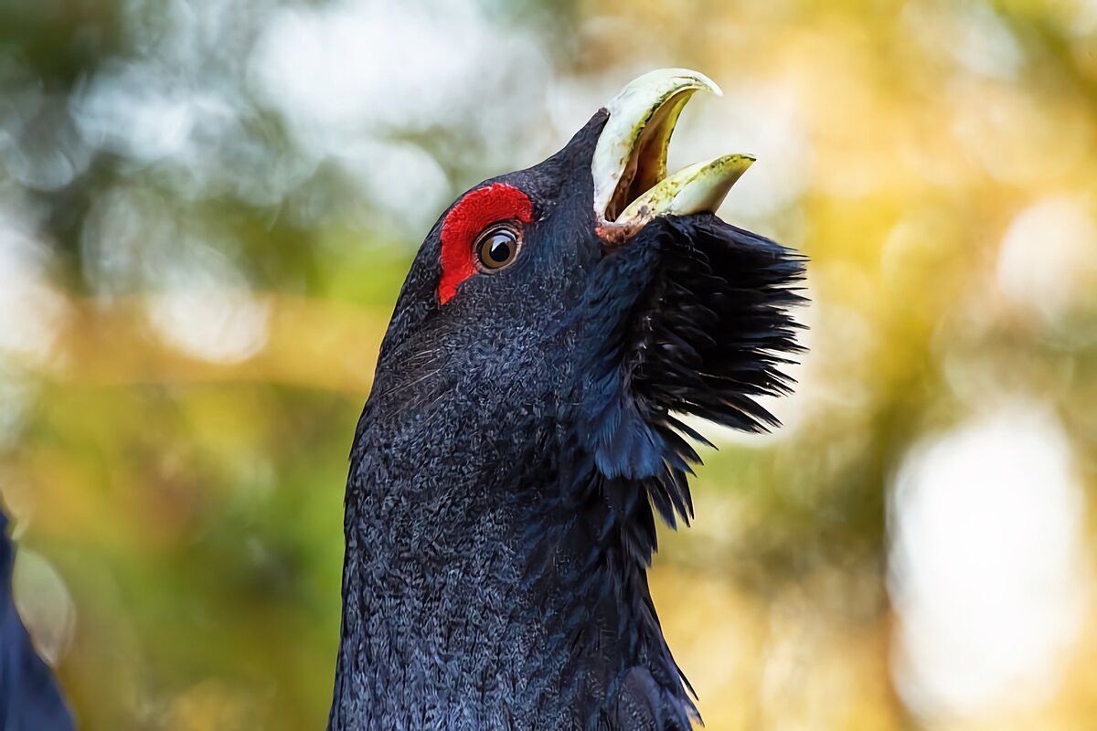 Если прислушаться к шлягерам, то можно распознать настроение «вокалиста»