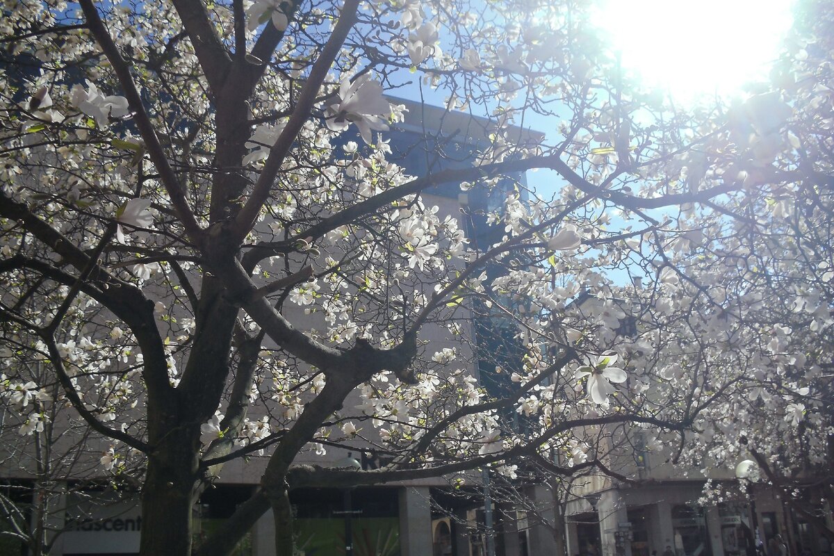 Центр города Падуя. Все фотографии авторские.