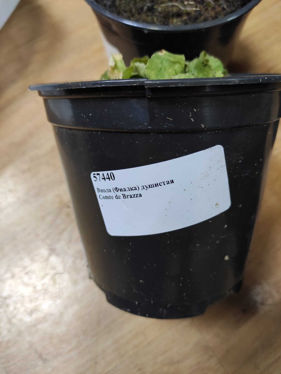 Вот фото маркировки на горшке.