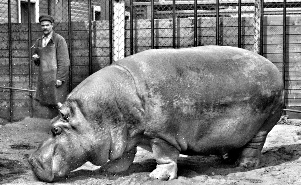 Бегемотиха Красавица в Ленинградском зоопарке, 1935 год.