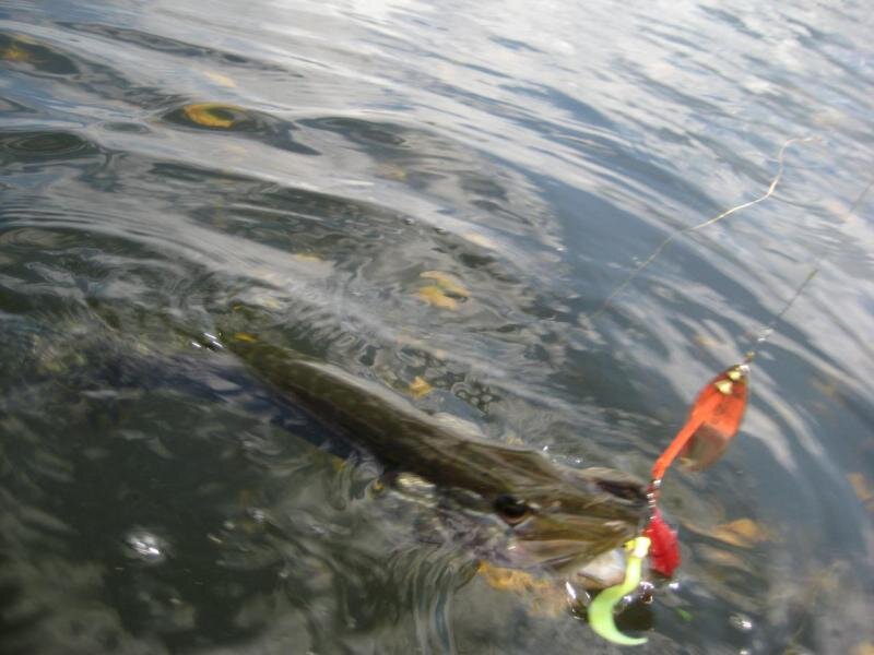 На мелководье отлично работают вращающиеся блёсны без огрузки. Фото автора.