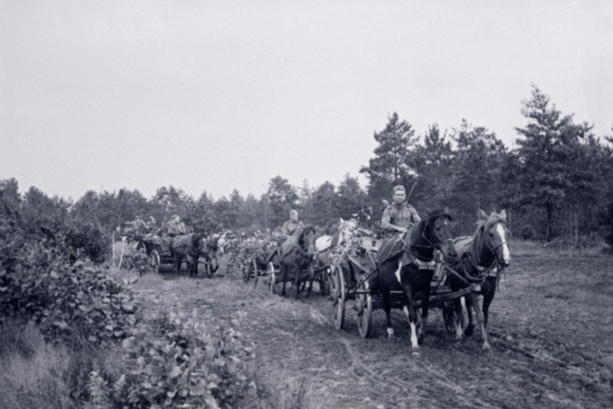 Гужевой транспорт РККА В ВОВ 1941-1945 гг. Конная артиллерия в Великой Отечественной войне 1941. Лошади на фронте 1941. Конная кавалерия на войне 1941-1945.