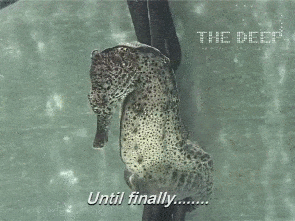 Одна минута и дело сделано... одним махом, самец может родить более 1000 маленьких "конят" 