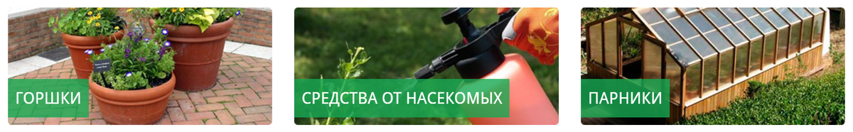 Изображение с сайта магазина.