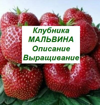 Клубника мальвина схема посадки