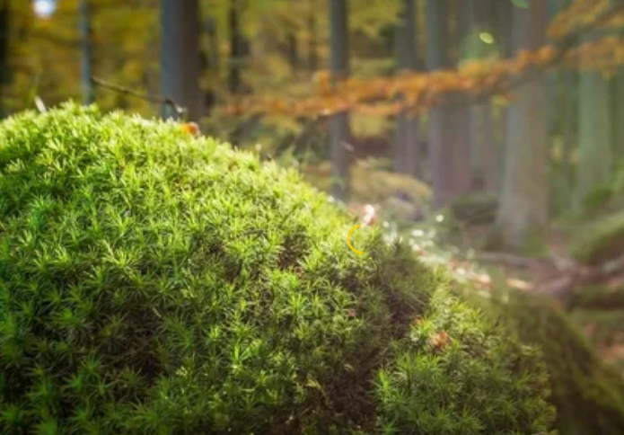 иллюстрация из свободных источников интернет