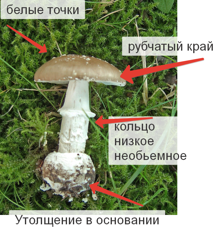 Мухомор пантерный. Небольшой и не массивный гриб. Рубчатый край и невыраженное кольцо, никаких порозовений в ножке - это важно.