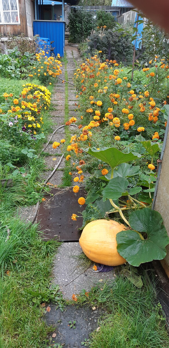 Для понимания, насколько велика любовь к бархатцем. Осенью, когда все солнце за тучами, только они и спасают