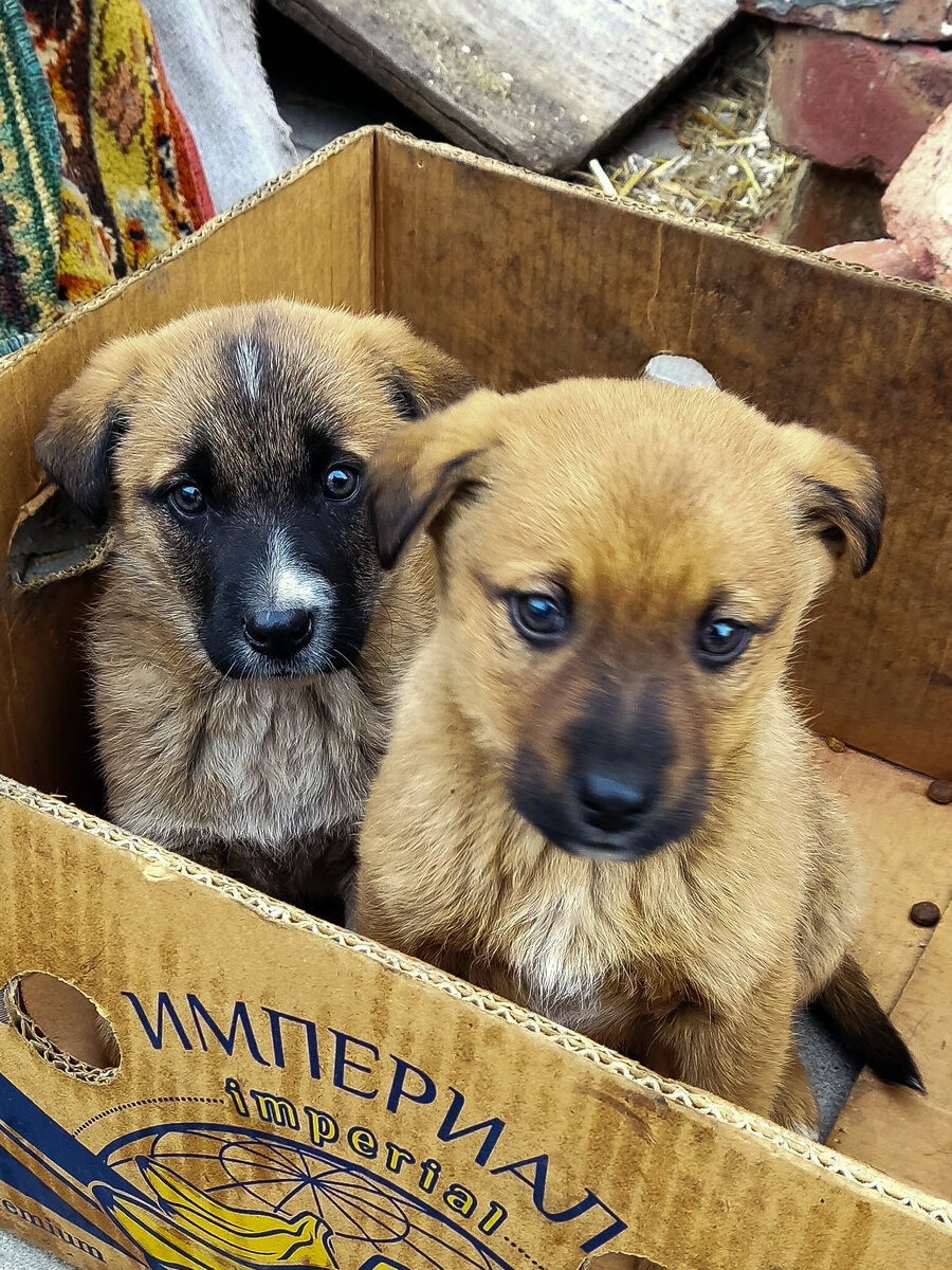 Фантик и Бантик