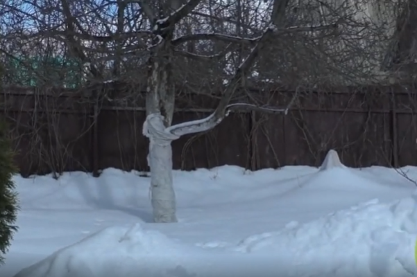 Обмотать стволы деревьев любым легким укрытием. Скрин фото автора